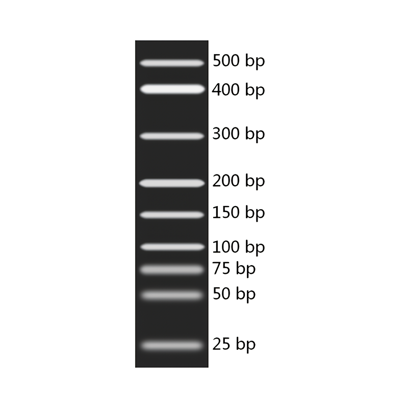 Dna 分子量標準marker A 25500 Bpdna Marker A 25500 Bp 生命科學產品與技術服務 必威